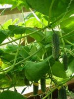 Выращивание огурцов в теплице из поликарбоната - секреты раннего урожая
