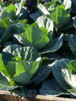 Выращивание белокочанной капусты - полезные советы для дачников