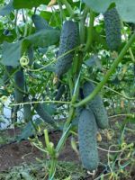 Уход за огурцами в открытом грунте - как получить хороший урожай?