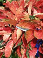 Цветок аглаонема - секреты правильного выращивания и ухода