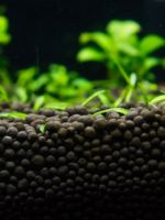 Питательный грунт для аквариумных растений - какой нужен для правильного запуска?