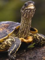 Как ухаживать за сухопутной черепахой - правила и важные нюансы содержания