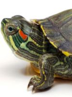 Мягкий панцирь у черепахи - как бороться с недугом?