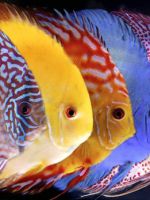 Дискусы - содержание и уход, важные правила для аквариумистов