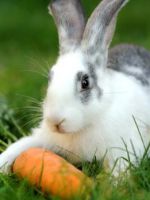 Витамины для кроликов - что нужно для здорового роста?
