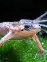 Аквариумные лягушки - особенности содержания и ухода