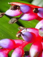 Цветок эхмея - особенности правильного ухода и выращивания