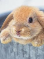 Можно ли купать декоративного кролика - правила гигиены пушистого любимца