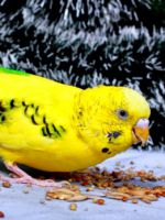 Чем кормить волнистого попугая - правила сбалансированного питания