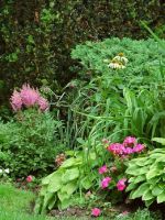 Теневыносливые растения для сада - какие неприхотливые виды лучше посадить на своем участке?