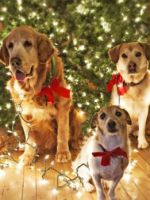 Как украсить елку в 2018 год собаки - интересные идеи для оформления новогоднего дерева