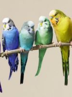 Имена для попугаев девочек - подборка лучших вариантов кличек