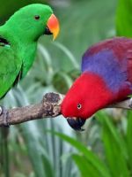 Как определить пол попугая - верные признаки отличий у самых популярных пород