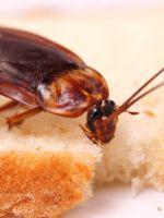 Тараканы в квартире - какие методы борьбы самые эффективные?
