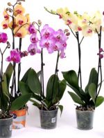 Орхидея фаленопсис, уход в домашних условиях - как создать идеальные условия для выращивания?