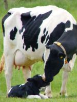 Голштинская порода коров - подробные характеристика, недостатки и особенности породы