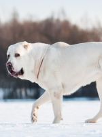 Большие породы собак - топ 10 самых больших собак в мире, которые покоряют всех своим размером 