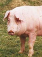 Порода свиней Ландрас - особенности содержания в домашних условиях