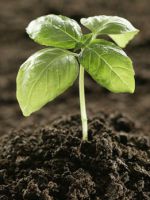 Органические удобрения - значение для растений, особенности применения в домашних условиях