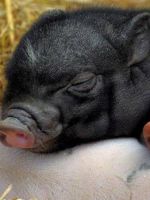 Породы свиней - какие лучше всего подходят для домашнего разведения?