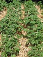 Посадка картофеля под солому - особенности эффективного метода выращивания