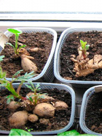 Георгины - проращивание клубней после зимы, эффективные способы