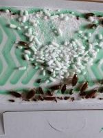 Самое эффективное средство от тараканов - избавляемся от насекомых навсегда