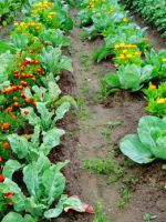 Соседство овощей на грядках - полезные советы бывалых садоводов