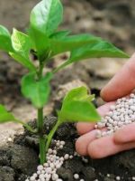 Удобрение азофоска - применение на огороде, как правильно подкармливать растения?