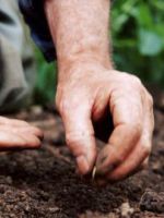Посадка огурцов в открытый грунт семенами - простые правила, как получить хороший урожай