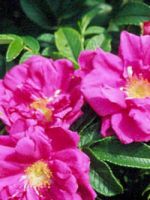 Роза морщинистая - важные нюансы выращивания