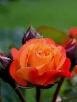 Чайная роза - важные правила выращивания в саду