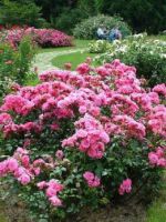 Роза Флорибунда - важные нюансы выращивания