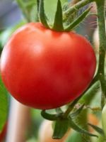 Чем подкормить помидоры во время цветения для раннего и крупного урожая?