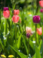 Уход за тюльпанами после цветения - правила хранения и выкопки луковиц