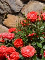 Сорта роз - какие выбрать для оформления сада?