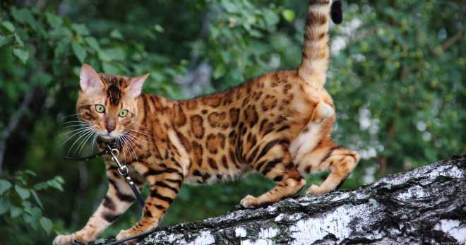 Бенгальская порода кошек - домашняя копия леопарда