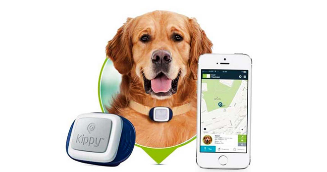Трекер для собак - правила выбора GPS ошейника