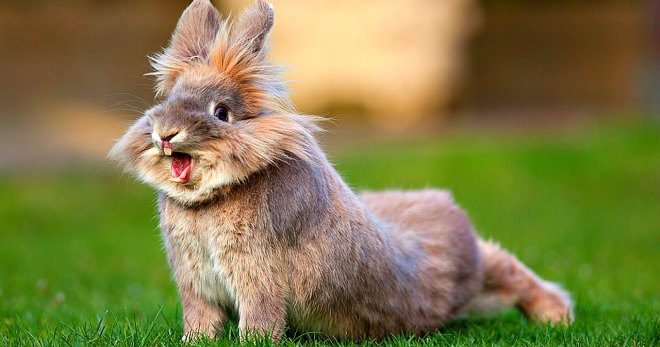 Прививки кроликам - самое главное об обязательных инъекциях