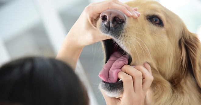 Зубной камень у собак - методы борьбы с проблемой