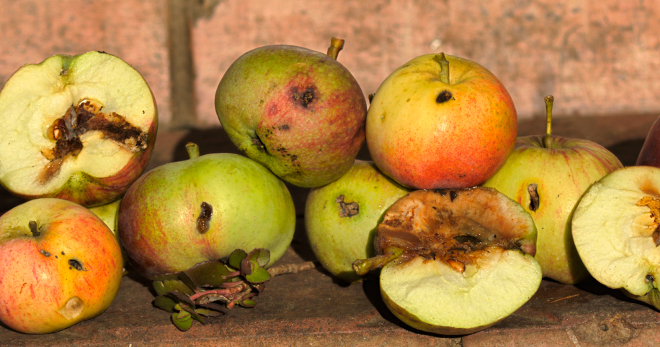 Яблоневая плодожорка - лучшие методы борьбы с вредителем
