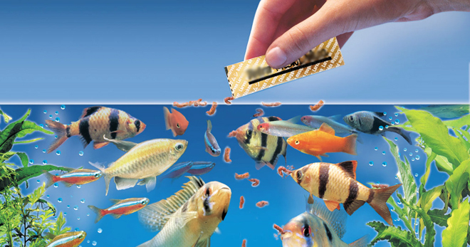 Корм для аквариумных рыб - основные правила подбора рациона