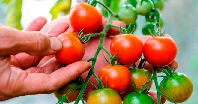 Как вырастить помидоры в теплице - практические советы садоводам