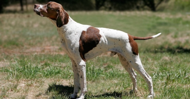 Порода собак пойнтер - особенности легавой, родом из Англии