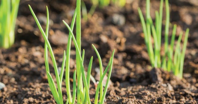 Как вырастить лук - простые рекомендации для хорошего урожая