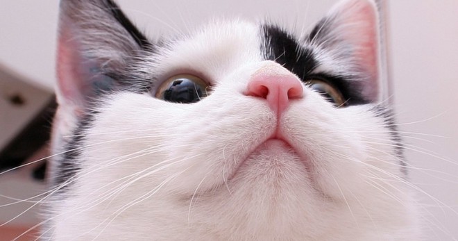 Горячий нос у кошки - причины, которые нужно знать каждому