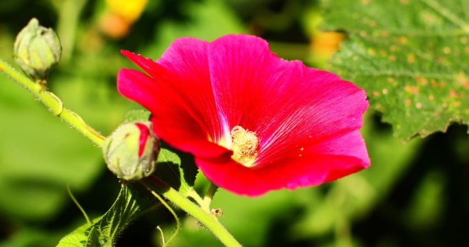 Цветок мальва - правила выращивания и ухода