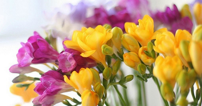 Цветок фрезия - советы по уходу и выращиванию