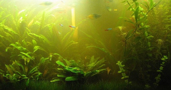 Зеленеет вода в аквариуме, что делать - причины и способы борьбы