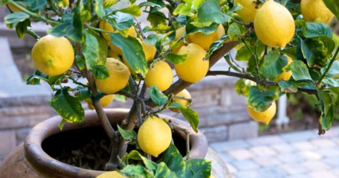 Как вырастить лимон - все, что нужно знать о лимонном дереве